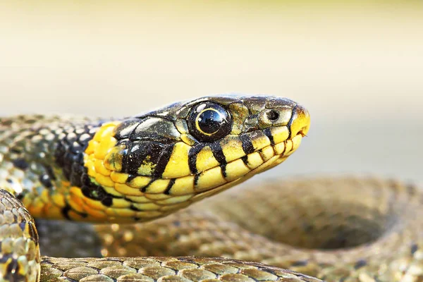 Beautiful portrait of Natrix snake — Stock Photo, Image