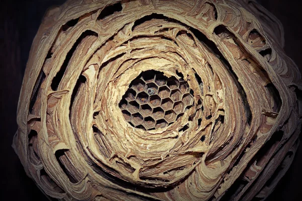 Avrupa eşek arısı yuvası — Stok fotoğraf