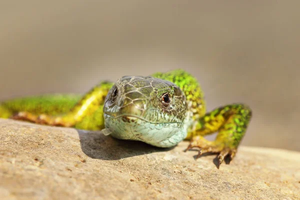 Vista frontal de un lagarto verde salvaje — Foto de Stock