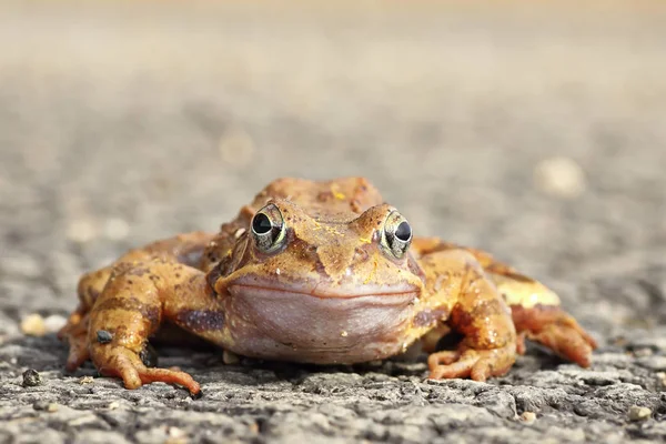 kameraya bakarak tam uzunlukta çevik kurbağa