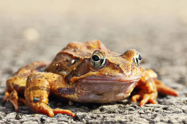 Teljes hosszúságú agilis béka — Stock Fotó