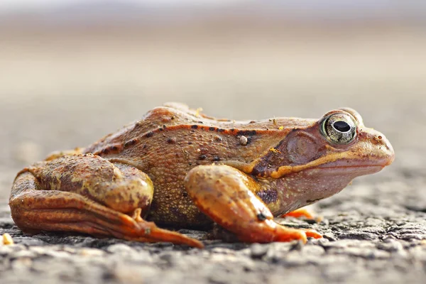 Pełnej długości zwinny żaba na ziemi — Zdjęcie stockowe