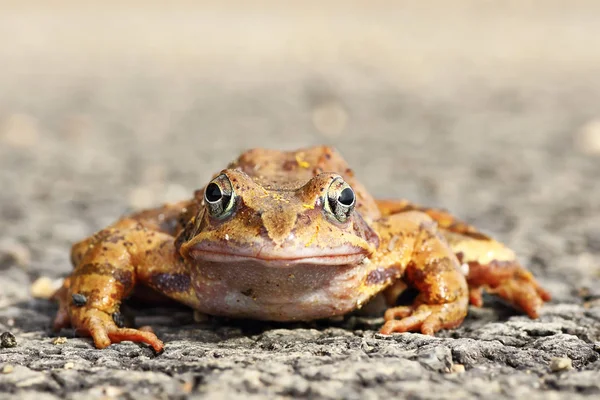 Agiler Frosch in voller Länge — Stockfoto