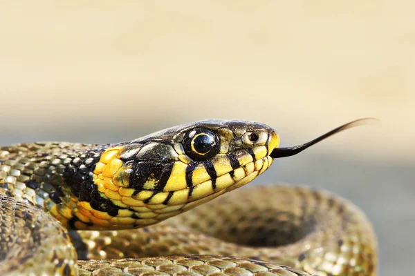 Portrait of beautiful grass snake — Stock Photo, Image