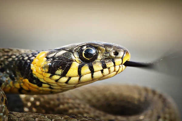 Portrait of a grass snake — Stock Photo, Image