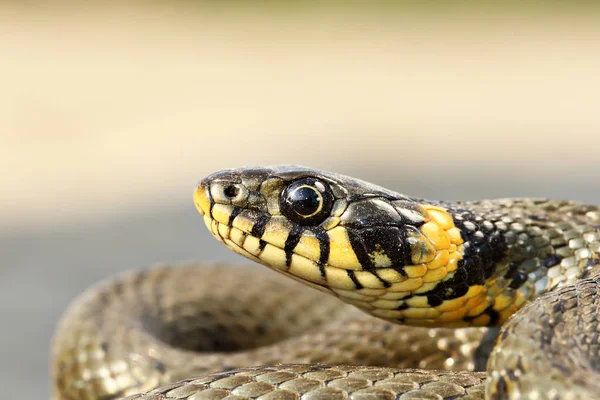 Yellow spots on grass snake head — 스톡 사진