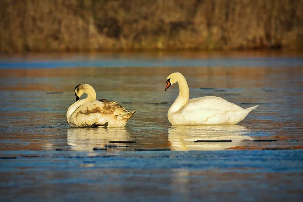 Dvě němé labutě na zamrzlé jezero — Stock fotografie