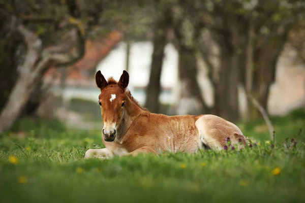 Brown foal standing on meadow — Stock Photo, Image