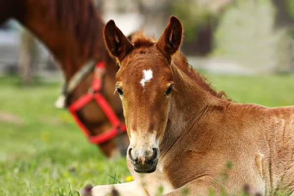 Portrait of cute brown foal — Stock Photo, Image