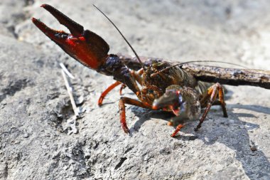 deffensive pozisyonda geniş parmaklı kerevit