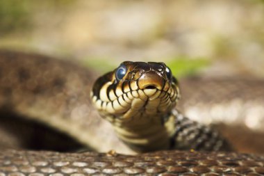 head of grass snake looking at the camera clipart