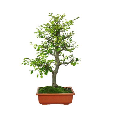 beyaz üzerinde japon karaağaç bonsai