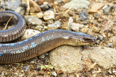 çiftleme mevsiminde erkek slowworm
