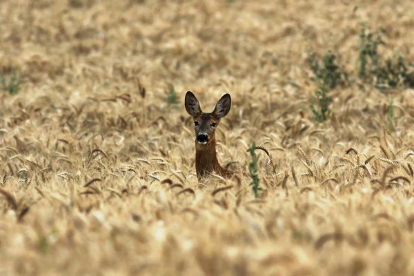 Curious roe deer doe in wheat field — Stock Photo, Image