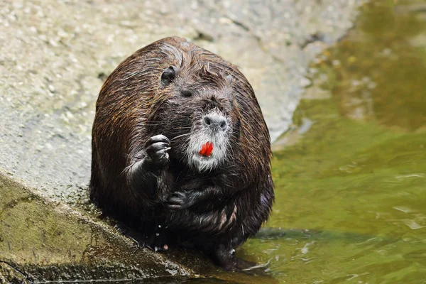 Coypu cute membersihkan bulu — Stok Foto