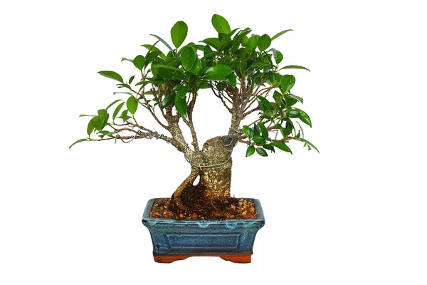 Ficus tiger bark bonsai over white — Stock Photo, Image