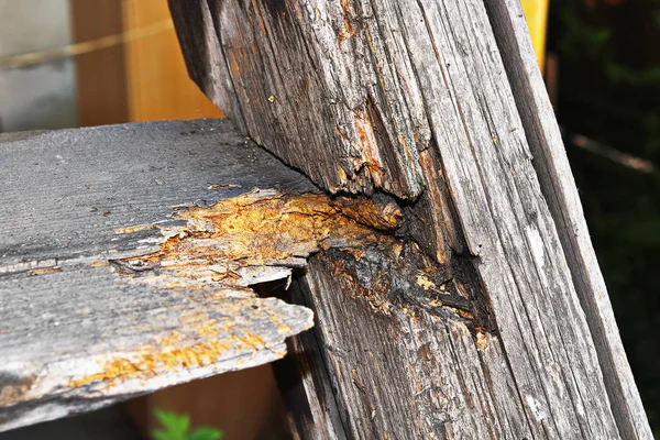 Pourriture fongique sur un vieil escalier en bois — Photo