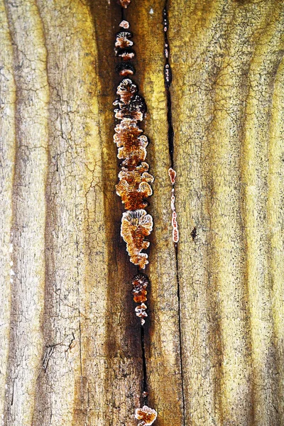 Gloeophyllum abietinum sobre madeira de construção — Fotografia de Stock