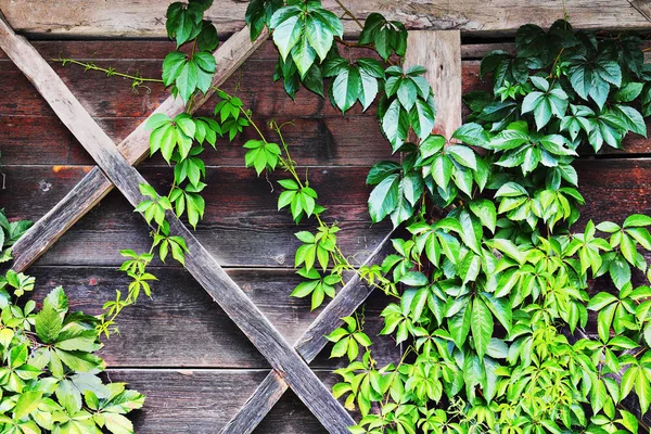 Hiedra verde creciendo sobre el viejo albergue — Foto de Stock