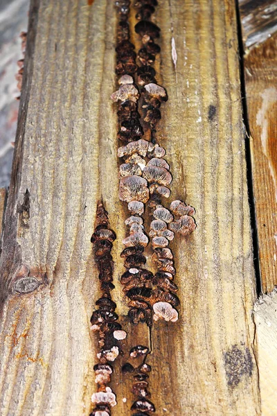Decadência de Gloeophyllum abietinum na madeira de construção — Fotografia de Stock