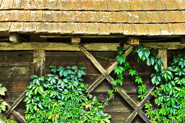 Lierre vert cultivé sur une vieille maison en bois — Photo