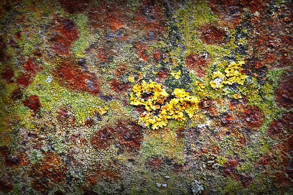 Lichens overgrown on rusty metal surface — Stock Photo, Image