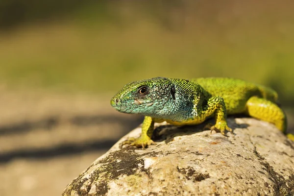 Maschio lucertola verde primo piano — Foto Stock