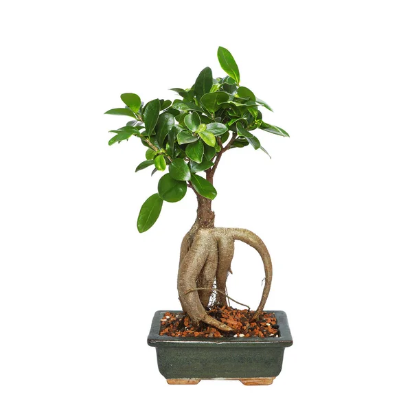 Office bonsai ficus ginseng on white — Stock Photo, Image