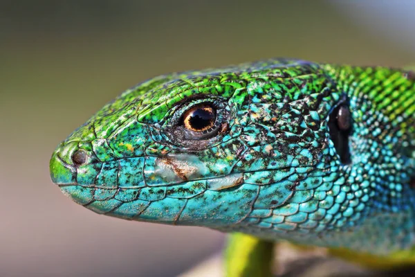 Makro strzał z kolorowego męskiego Lacerta viridis — Zdjęcie stockowe