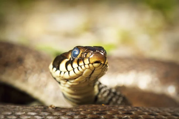 Портрет травяной змеи — стоковое фото