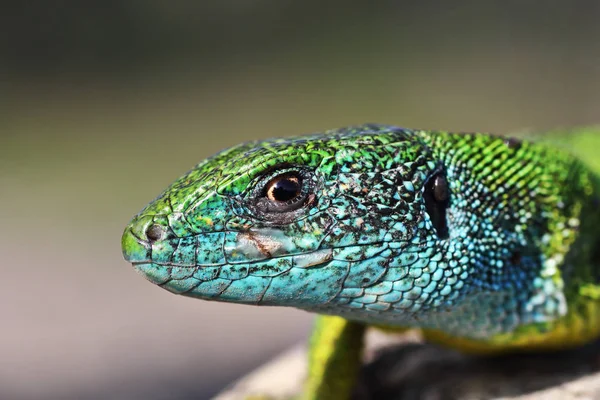 Portrait of large male green lizard — Stock Photo, Image