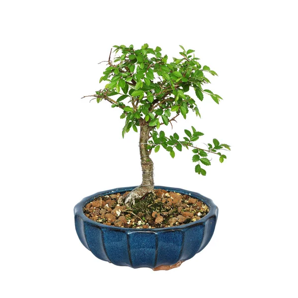 Ulmus parvifolia bonsai on white background — Stock Photo, Image