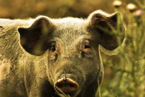 Young domestic pig portrait — Stock Photo, Image