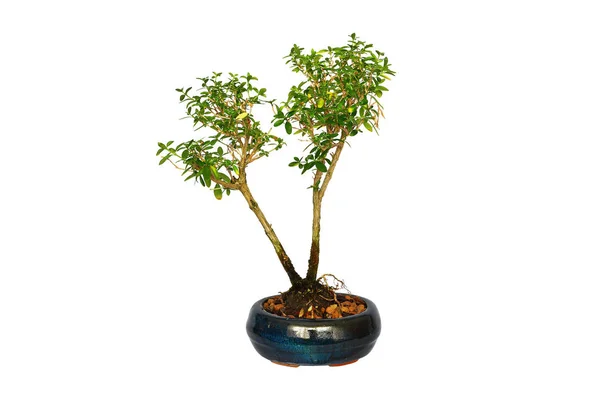 Joven japonés boxthorn bonsai sobre blanco —  Fotos de Stock