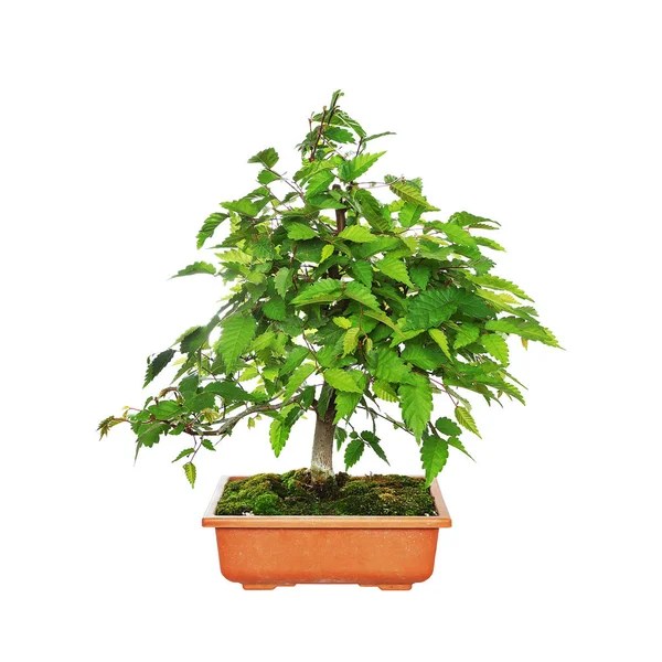 Zelkova serrata isolated bonsai — Stock Photo, Image