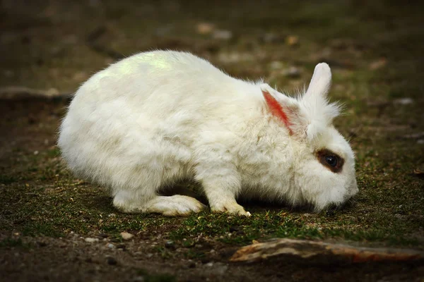 Jovem coelho branco forrageamento para alimentos — Fotografia de Stock