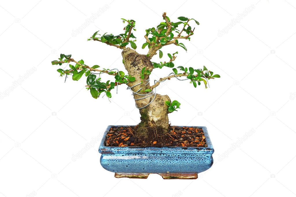 Carmona retusa bonsai in training