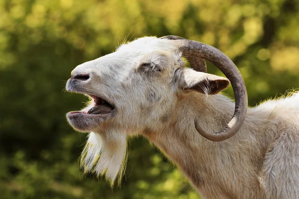 Aggressive white billy goat — Stock Photo, Image