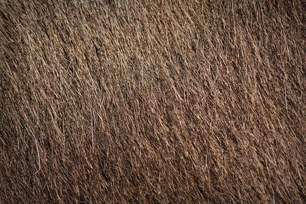 Eşek Desenli Kürk Çiftlik Hayvanlarında Kahverengi Saç — Stok fotoğraf