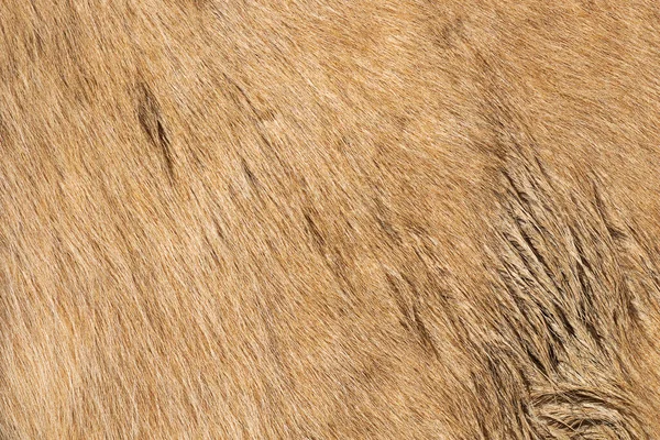 Textura Piel Caballo Beige Para Diseño Imagen Tomada Animal Granja — Foto de Stock