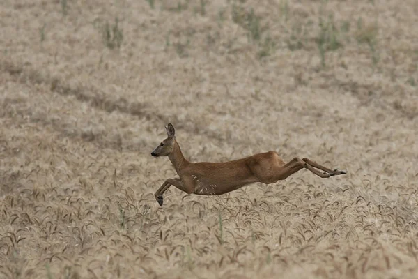 Corça Corça Saltando Sobre Campo Trigo Capreoluis Capreolus Estes Animais — Fotografia de Stock