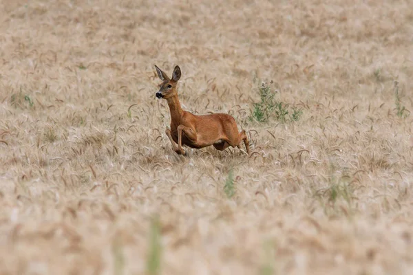 Roe Deer Doe Running Wheat Field Capreolus Capreolus — Stock Photo, Image