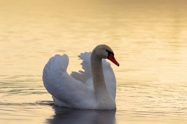 Güzel turuncu ışıkta dilsiz kuğu, şafakta vahşi kuş (Cygnus olor)