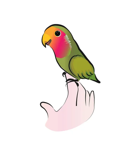 Cute lovebird parrot vector — Stock Vector