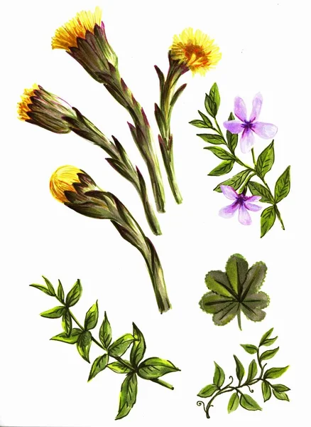 dandelions and spring wildflowers. sketch made by hand