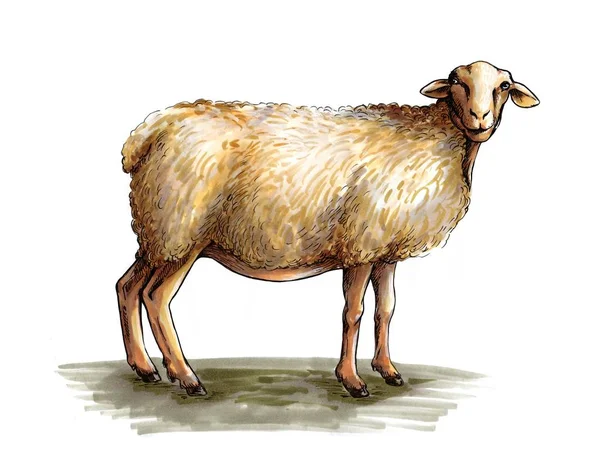 绵羊育种素描 — 图库照片