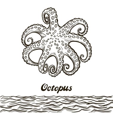 beyaz zemin üzerine ahtapot