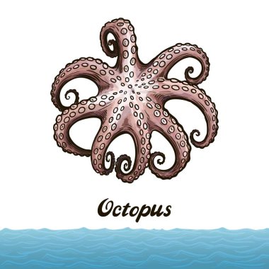 Beyaz arka plan üzerinde renkli ahtapot