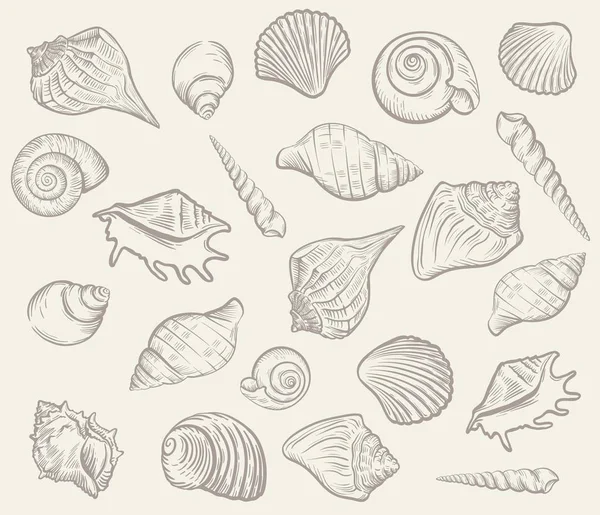 Морские моллюски и ракушки. векторная иллюстрация — стоковый вектор