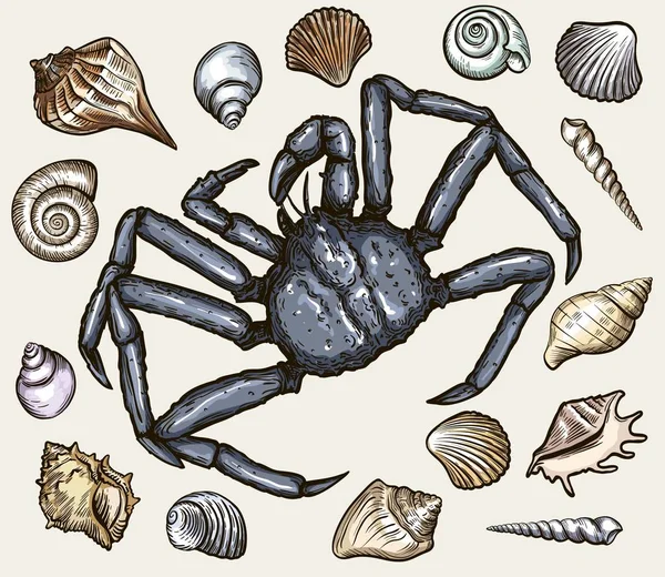 Conchas marinas y cangrejo de mar. ilustración vectorial — Archivo Imágenes Vectoriales